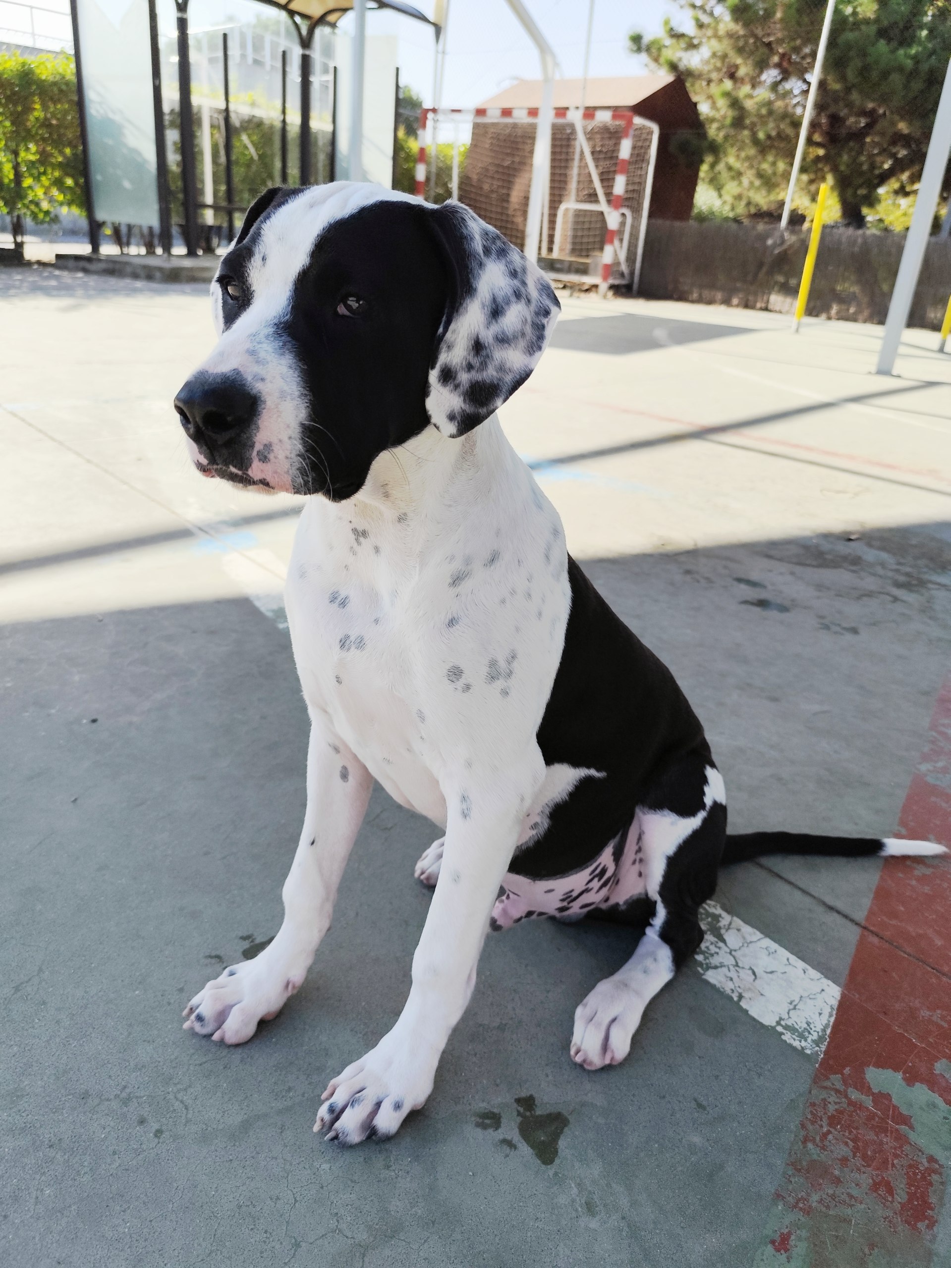 Altaír, Mestizo en Life4Pitbulls · fotografía 6